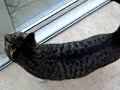 both of my cats  Smirnof and breezer Manele-Gratis.net