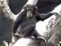 videos de Chango apestoso.