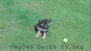 Time Lapse - Kai 6 week old puppy to 6 month dog