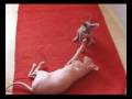 Sphynx - Mumi a Muty II.