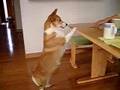 I can't get the snuck!　おやつ取れないよー、コーギー　welsh corgi cute