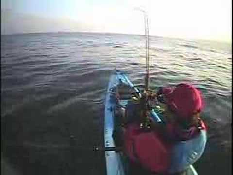Barracuda Caught on Sabiki by jceviche