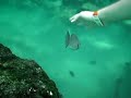 Xel-Ha John Manele-Gratis.net