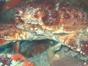 Turks and Caicos SCUBA Pics (Part 2)