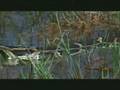 Python Vs Crocodile. Python is the Winner (Come look)