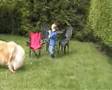 Rough-Collie-playing