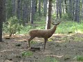 Bow Hunting Sadness
