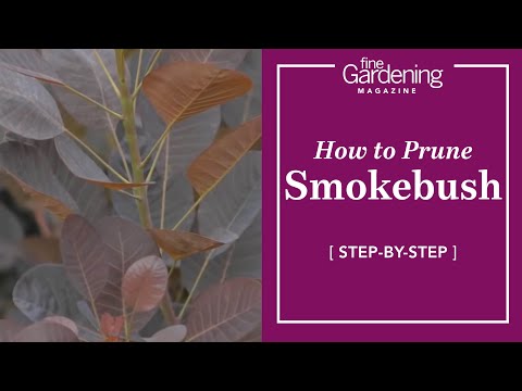 how to transplant smoke bush