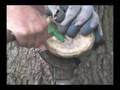 videos de How to trim the Bars of the Hoof Part 1