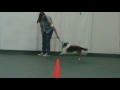 Mazie's 3rd Rally-O Competition