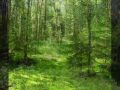 Лес (Музыка для релаксации)