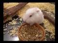 Assistir ao v�deo