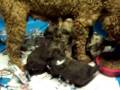 Aussiedoodles supper time