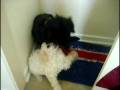 videos de Puky Vs Oso (?)