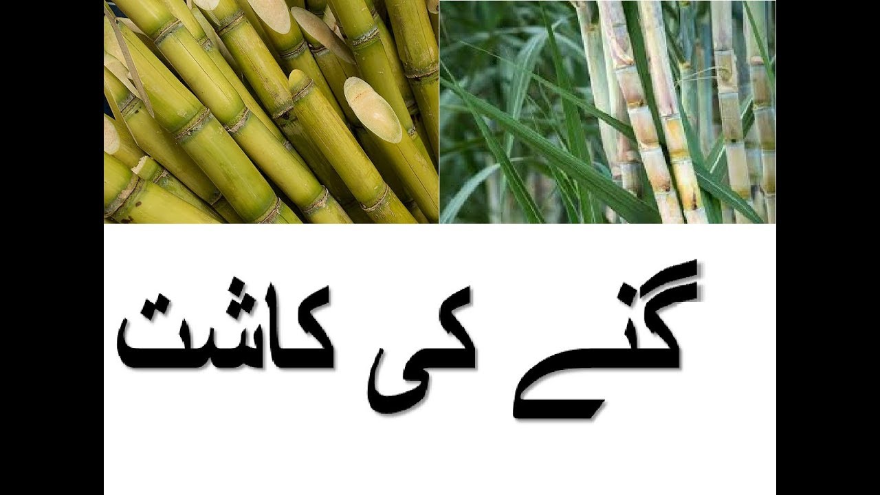 Sugarcane Product - گنے کی کاشت - Gannay Ki Kasht
