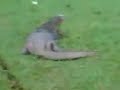 CC916+ biawak nak main bola?? pelik tapi benar CC916+ biawak nak main bola?? pelik tapi benar