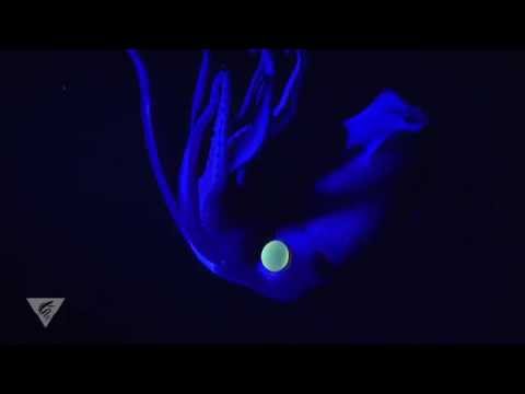 Image de prévisualisation YouTube