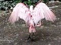 roze lepelaar 3 roze lepelaar 3
