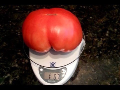 how to grow award winning tomatoes