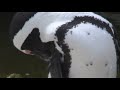 South African Penguins -- MP4 Test for Better Quality?