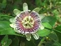 Western Phytotherapy - Hops,Skullcap and Passionflower Western Phytotherapy - Hops,Skullcap and Passionflower