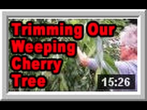 how to fertilize a weeping cherry tree