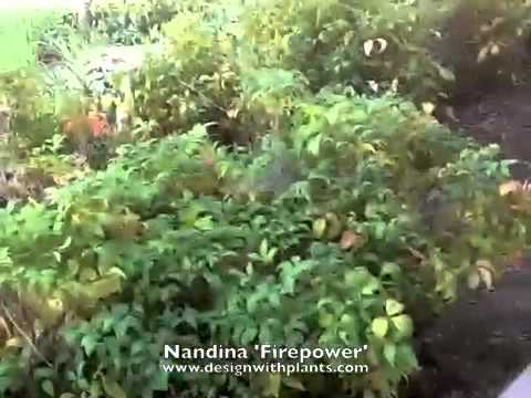 how to transplant nandina