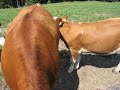 Austria - A bovine encounter in Haselbach