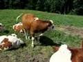 Austria - A bovine encounter in Haselbach