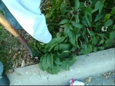 how to transplant echinacea