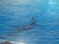 Sea World - Sammu Show1