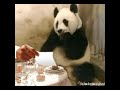 Panda gets the bill Panda gets the bill