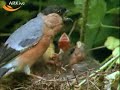 bullfinch