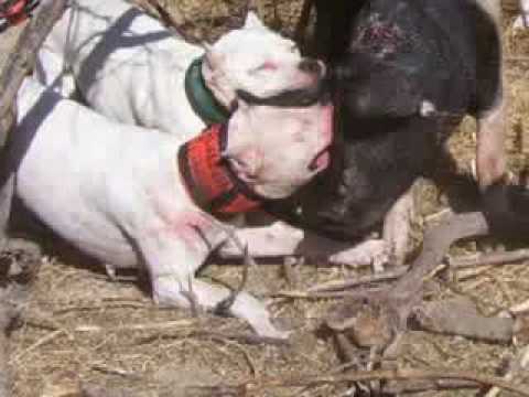 dogo argentino vs puma