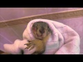 Trimming squirrel incisor teeth - Mary Cummins, Animal Advocates