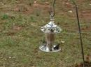 Tennessee Titmice......