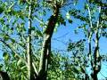 videos de Squirly Whirly Takes the Nut