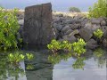 LivingHalal @ Hawaii