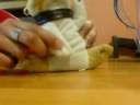 videos de Churchill Dog Spoof