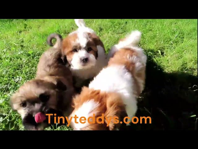 Tiny Teddys - Teddy Bear Puppies Zuchon Shichon Shih-Tzu Bichon in Dogs & Puppies for Rehoming in Burnaby/New Westminster