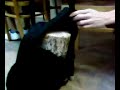 Brutal object  insertions