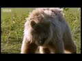 How to stop a bear attack and how to talk to bears - Bear Whisperer - BBC animals
