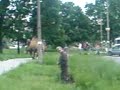 easy camels_takietam wielb??dy