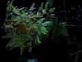 Leafy Sea Dragons