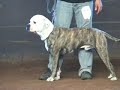 CanineDogProject Nunspeet Show Part.2