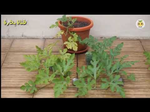 طريقة زراعة البطيخ والشمام من البذور في المنزل