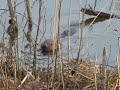 Grauzošais bebrs
