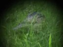 Wryneck
