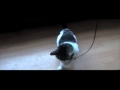 Tiggy the talking hello Cat attacks a piece of string!