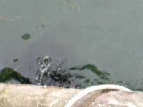 Seals being fed near Wet Dog Cafe, ...